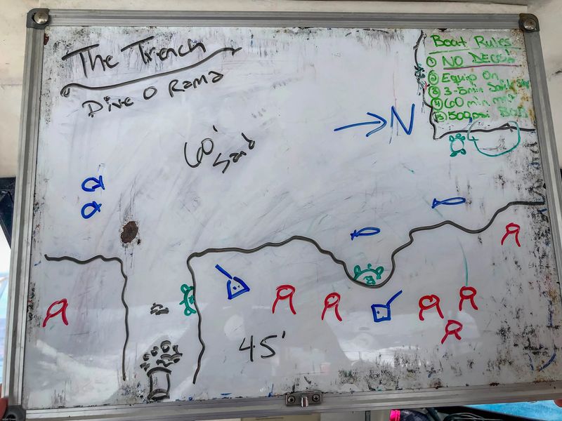 drawing of the trench on a white board. There are small fish drawn on the board, with turtles, manta rays, crab, and a 45 foot depth indicated 