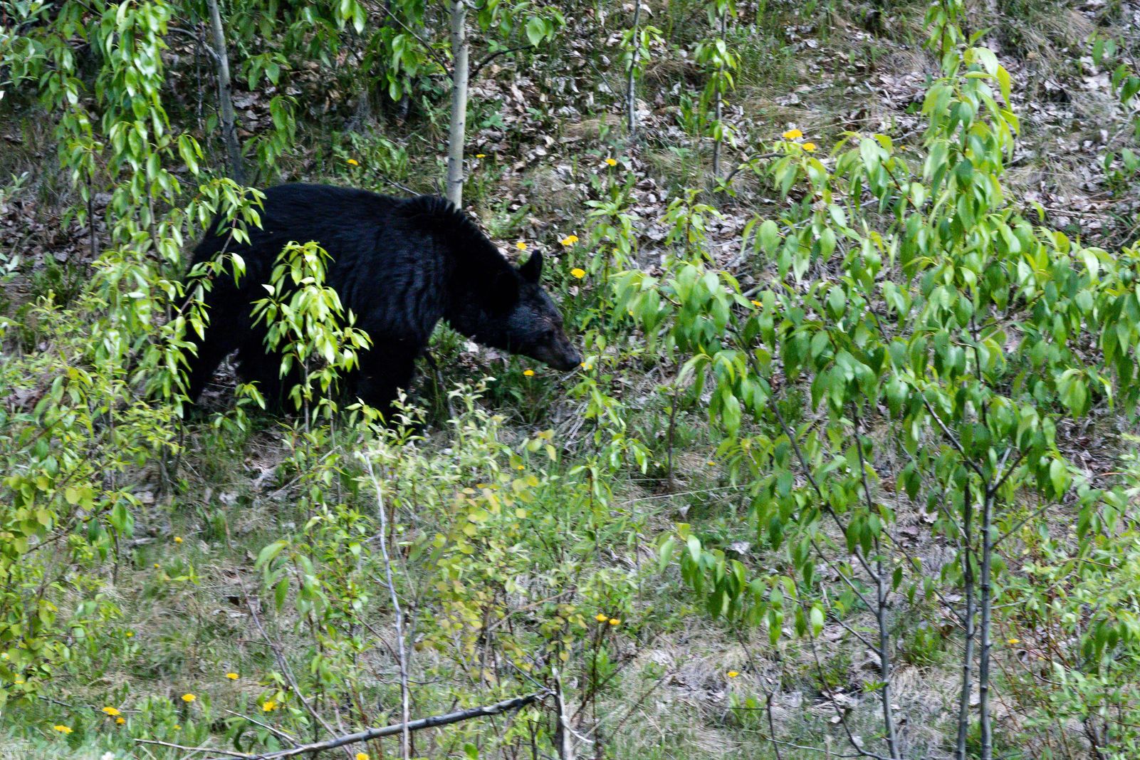 Black Bear Rummaging for Dandelions  - Best places to visit in Jasper National Park