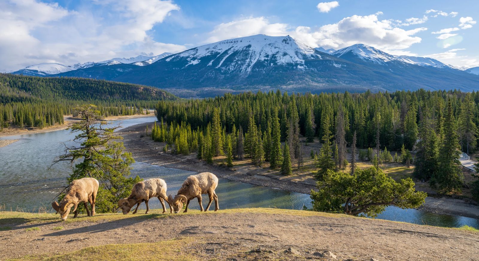 Jasper National Park with Big Horned sheep on a cliff above the Athabasca River