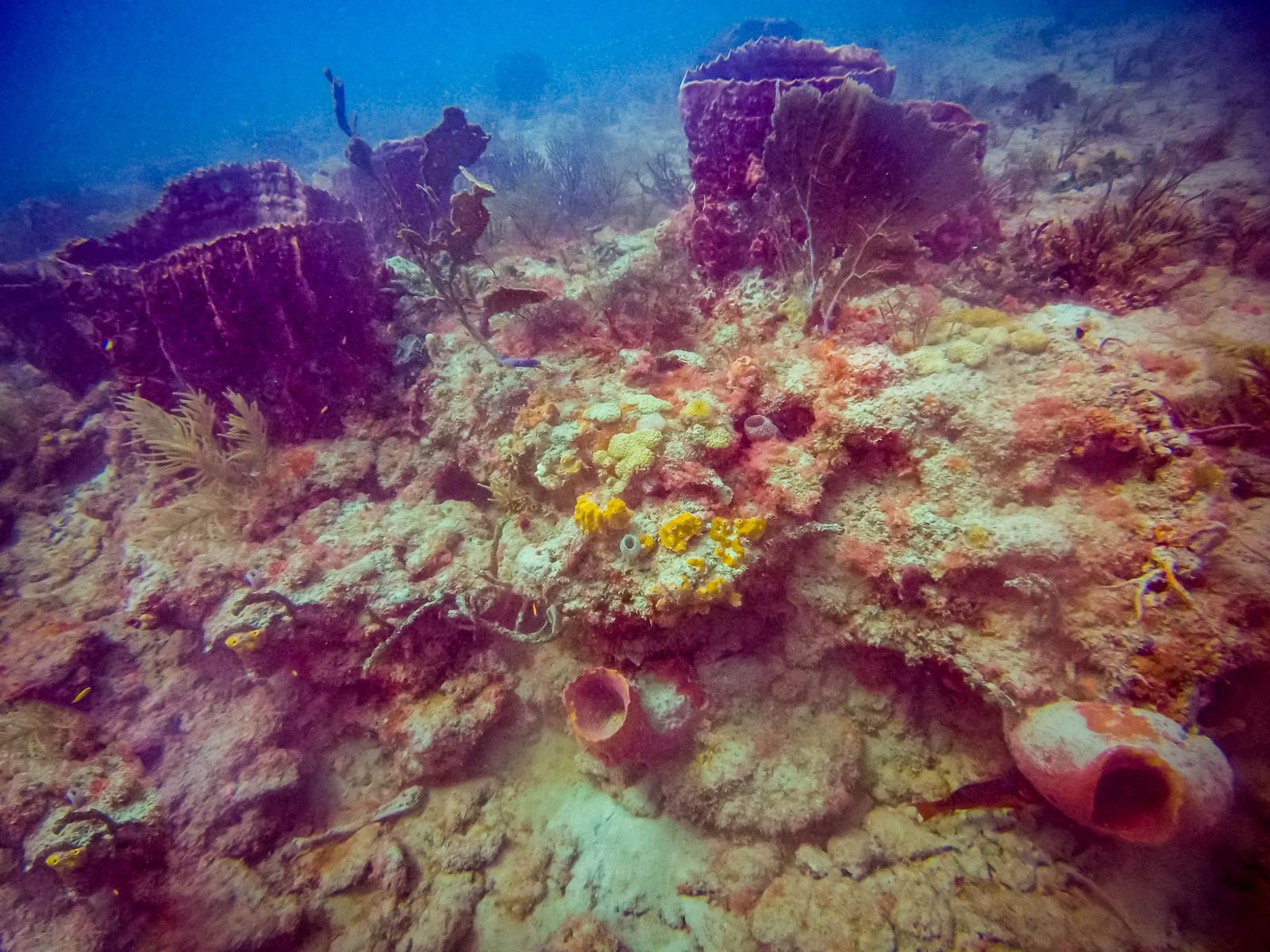 colorful coral reefs and barrel coral reefs