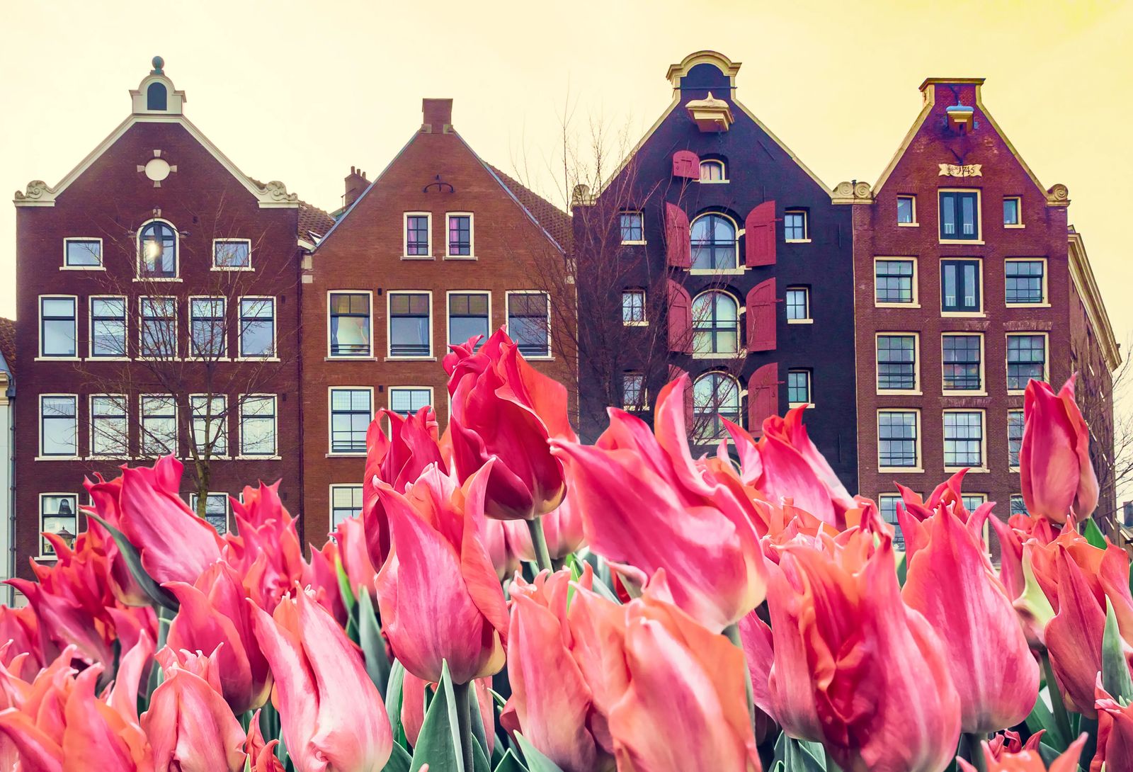 Amsterdam tulips, a month to month travel guide