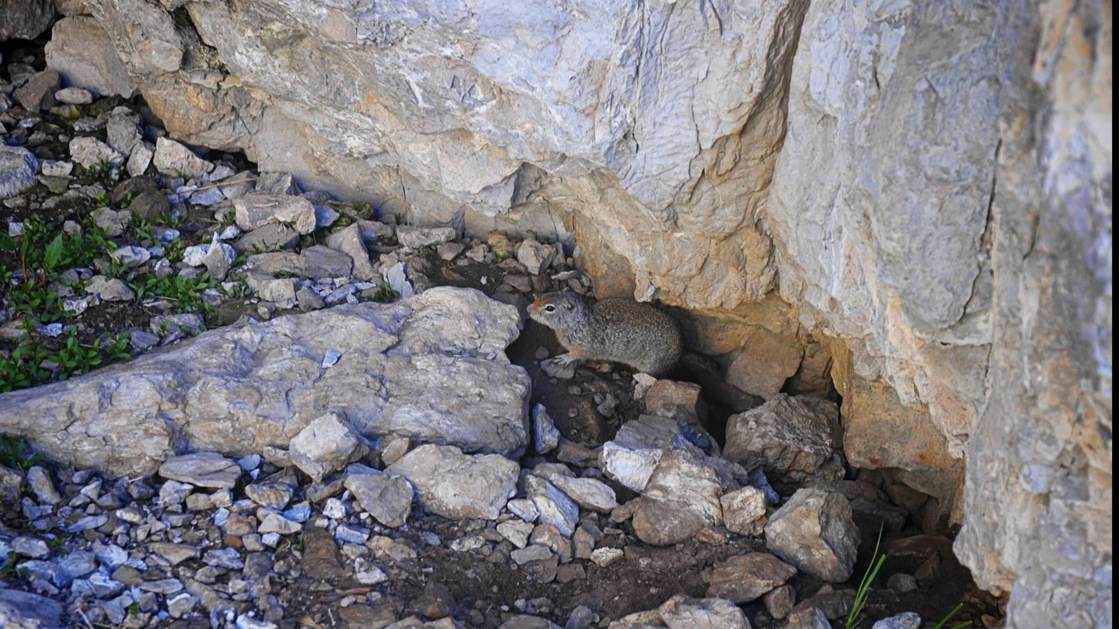 red nose squirrel poking up from under rocks rules of camping in utah