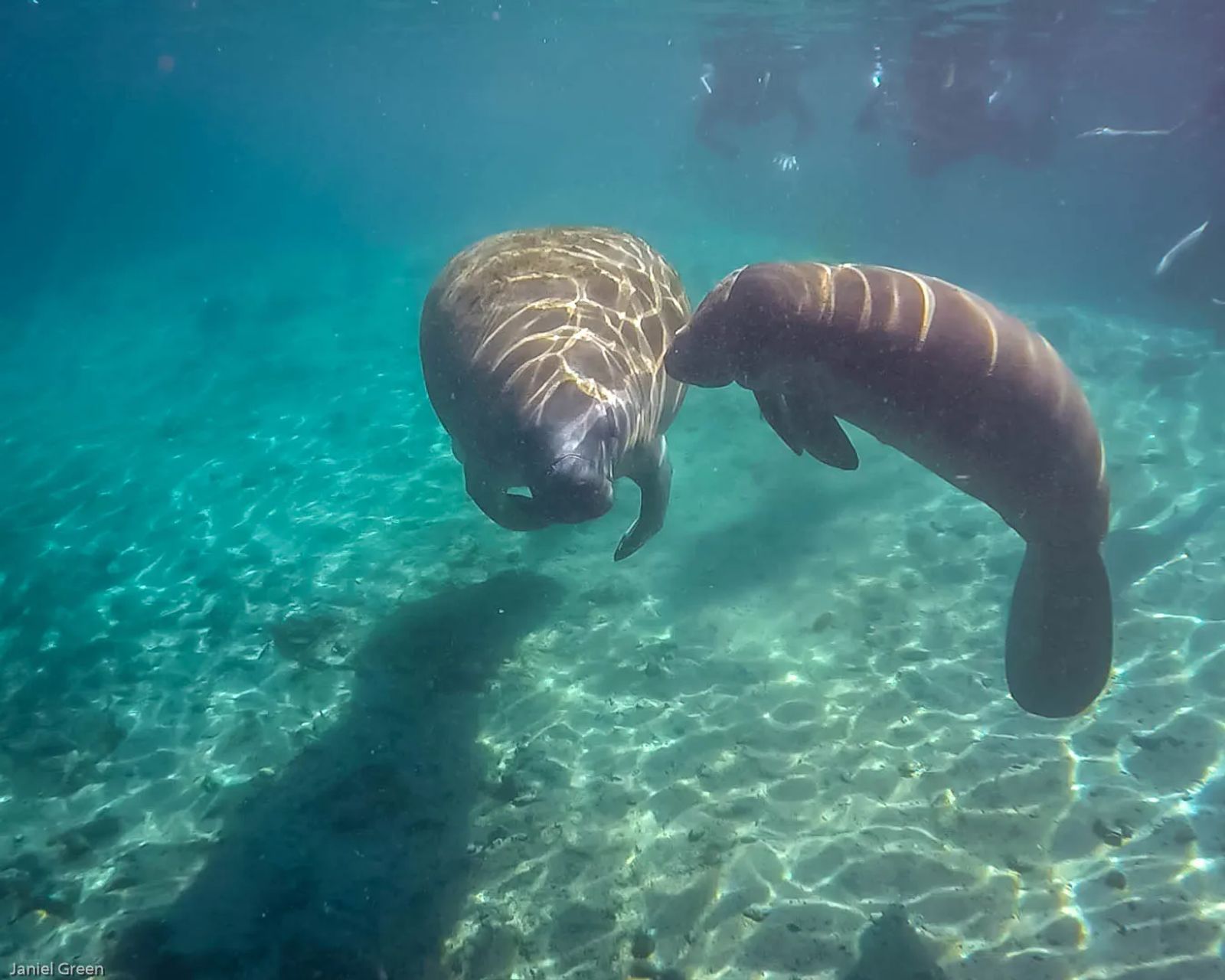 Swim with manatees, a month to month travel guide