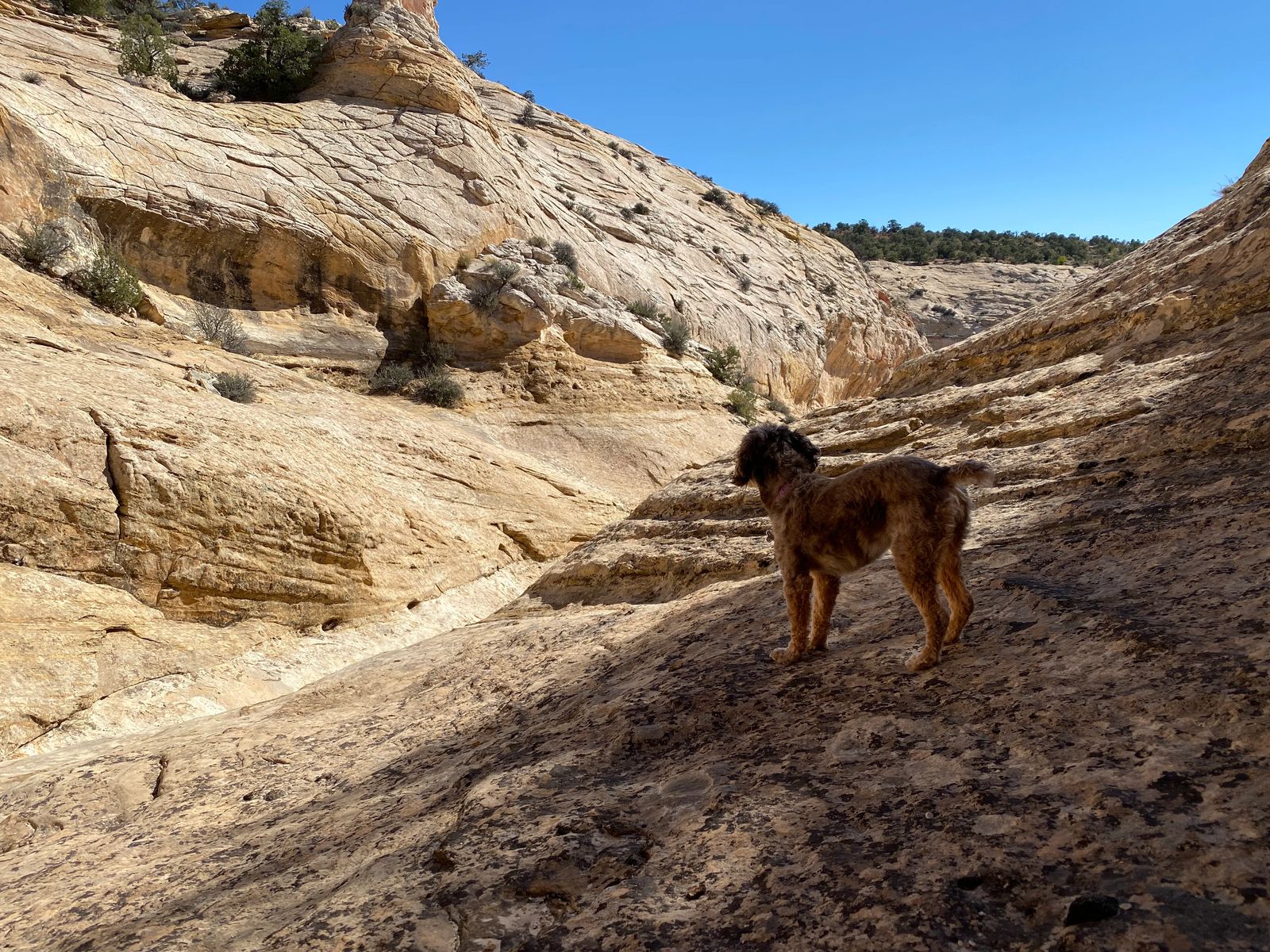 hidden gems of southern utah with small dog exploring bears ears