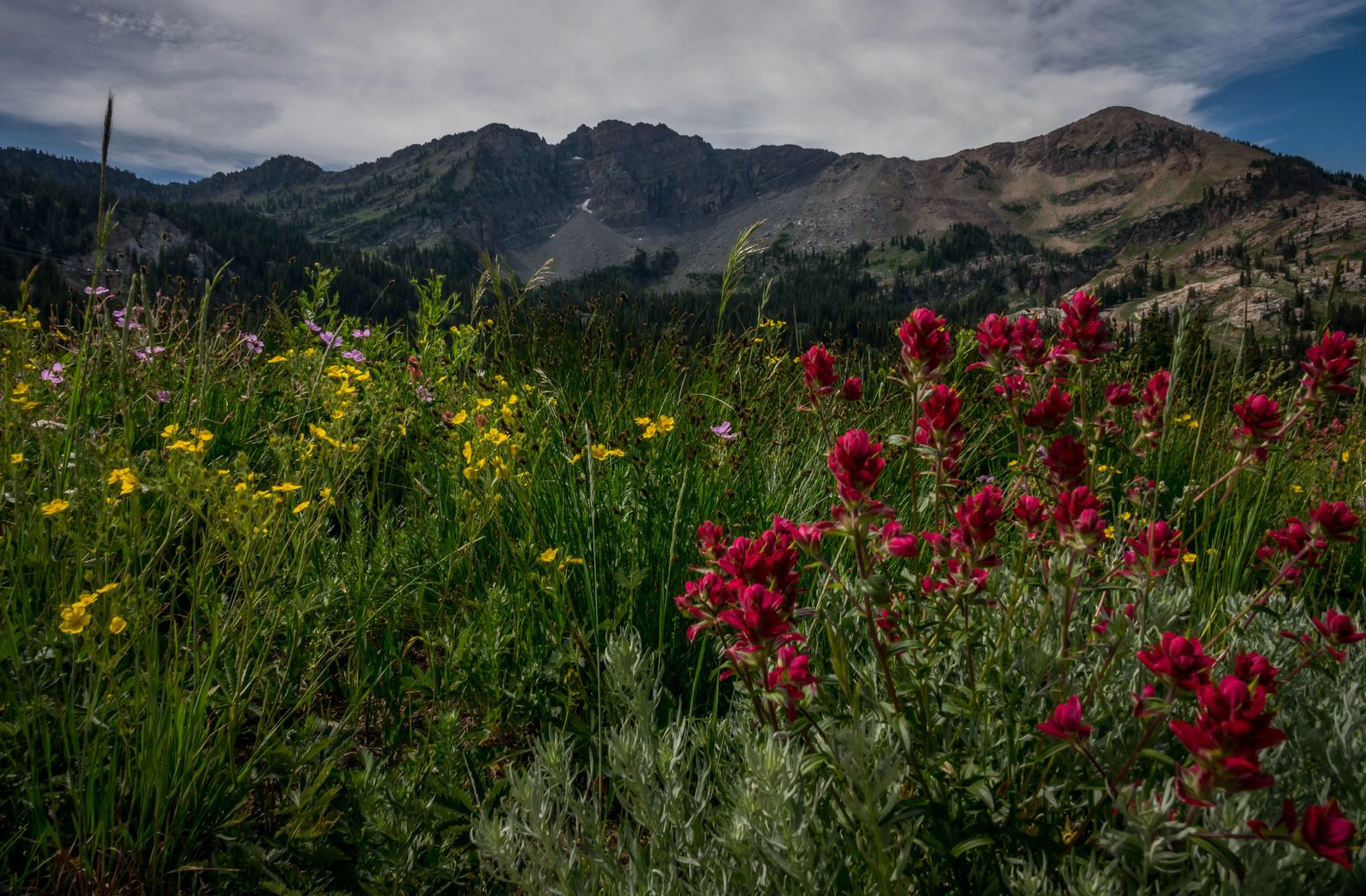 rules of camping in utah mountain meadow with red yellow and purple wild flowers