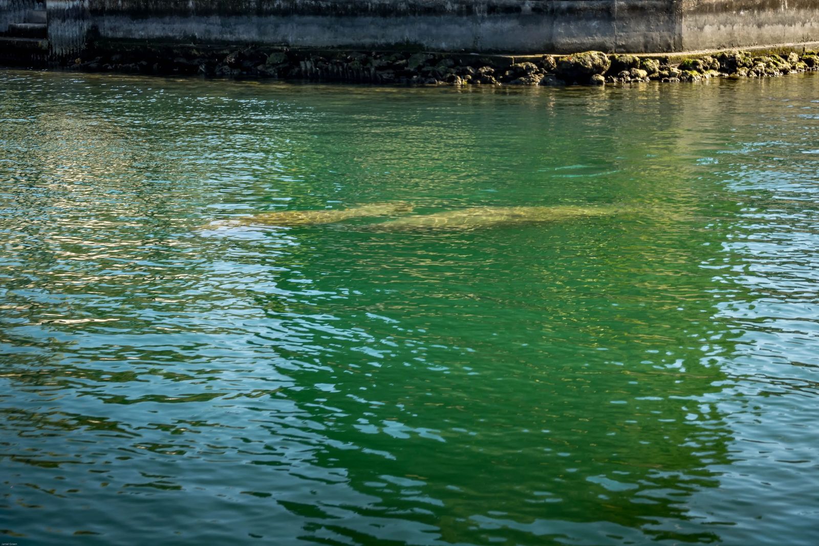 Swimming with Manatees in Crystal Rivers Florida