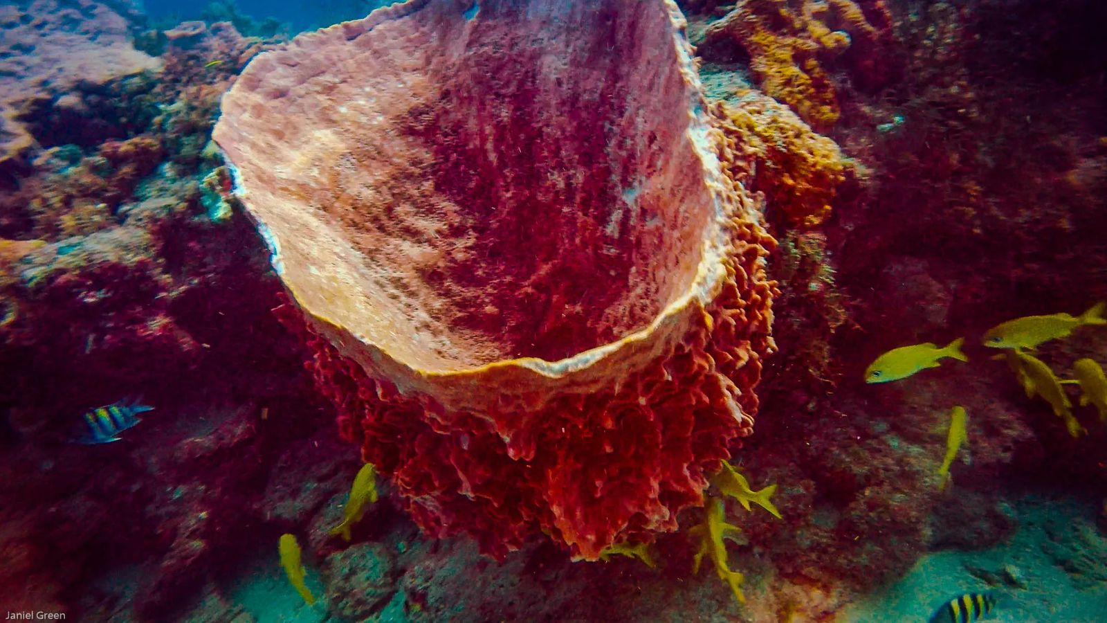 Diving Singer Island Florida, looking into a barrel Coral with yellow fish swimming nearby