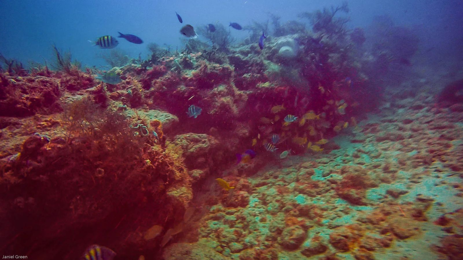 The Trench with barrel coral, multiple fish, some yellow, some striped, hiding among the coral from the scuba diver. 