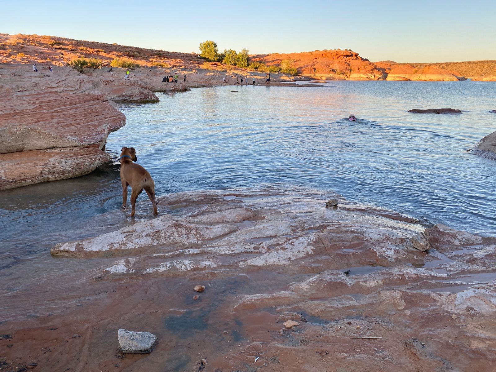 sand hollow state park dog stpping in water for the first time
