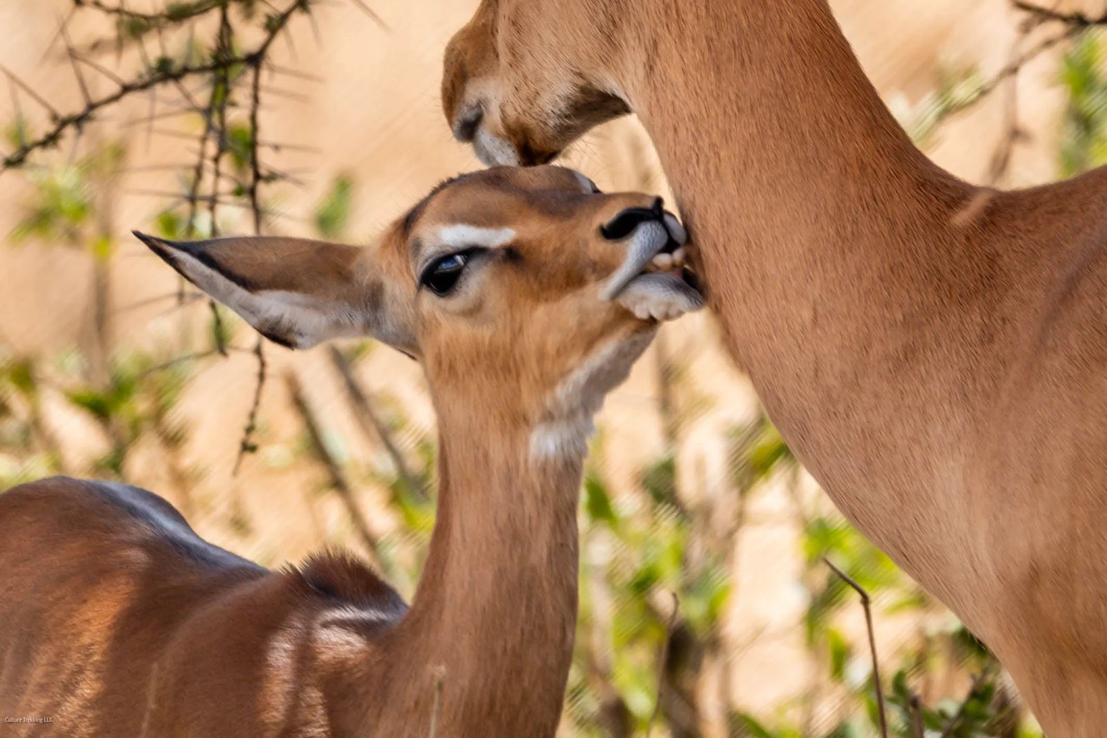 Tarangire Park Safari On A Budget