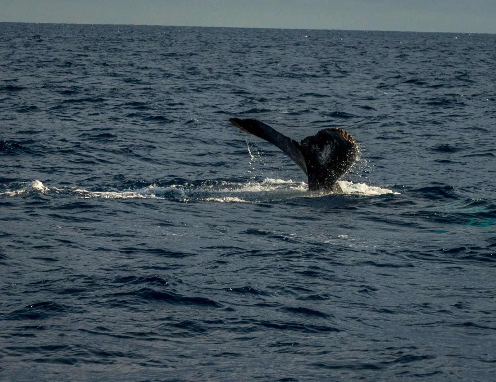 Diving in Cabo San Lucas Mexico - Culture Trekking - #CaboSanLucas #mexico #divingincabo