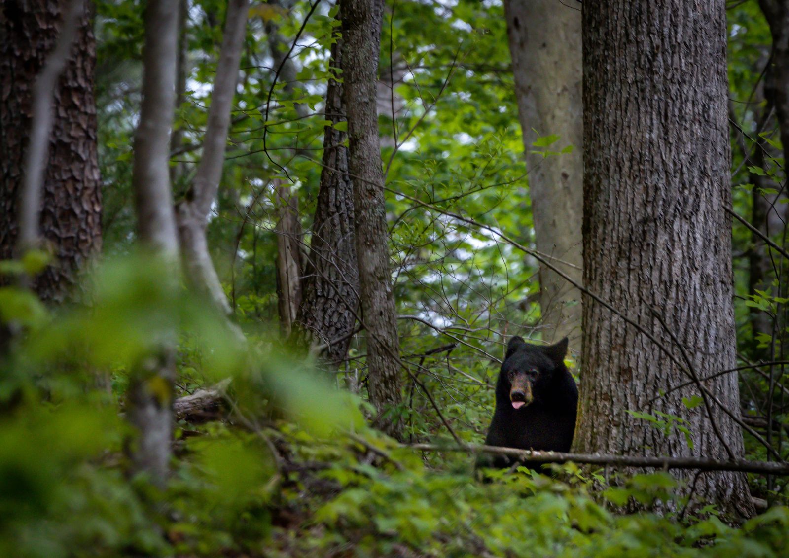 Things To Do in Smoky Mountain National Park