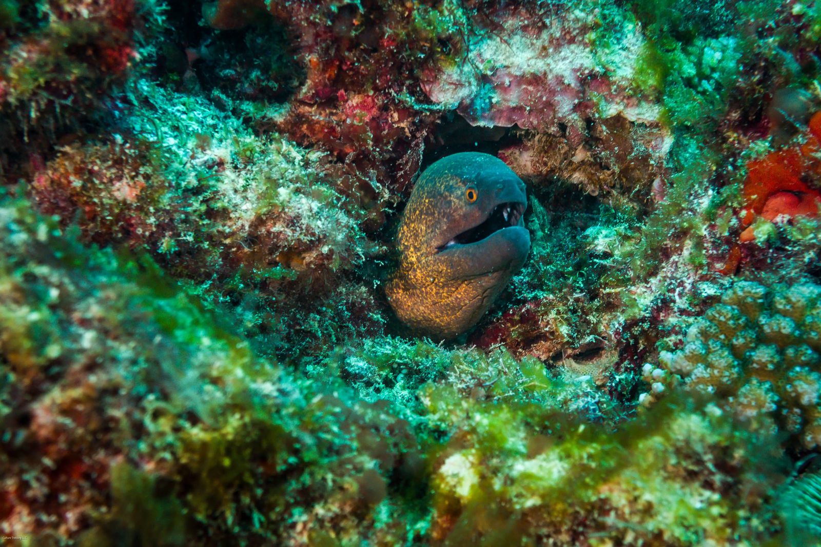 Scuba Diving in Nungwi Zanzibar - Moray Eel