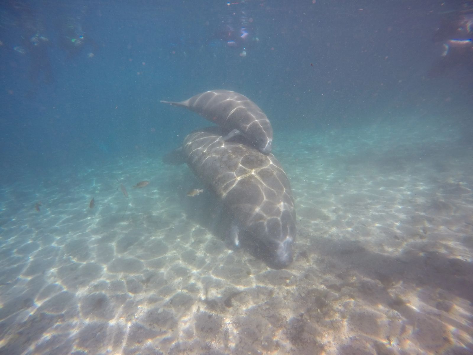 Swimming with Manatees in Crystal Rivers Florida