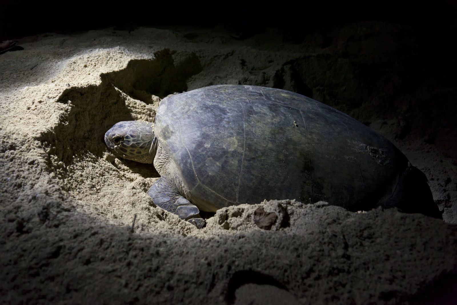 Saving Sea Turtles in Florida