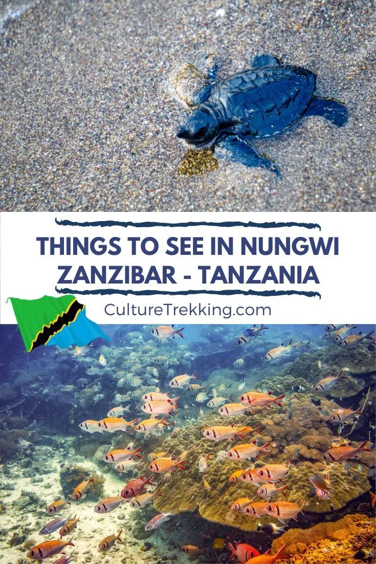 Things To Do In Nungwi Zanzibar