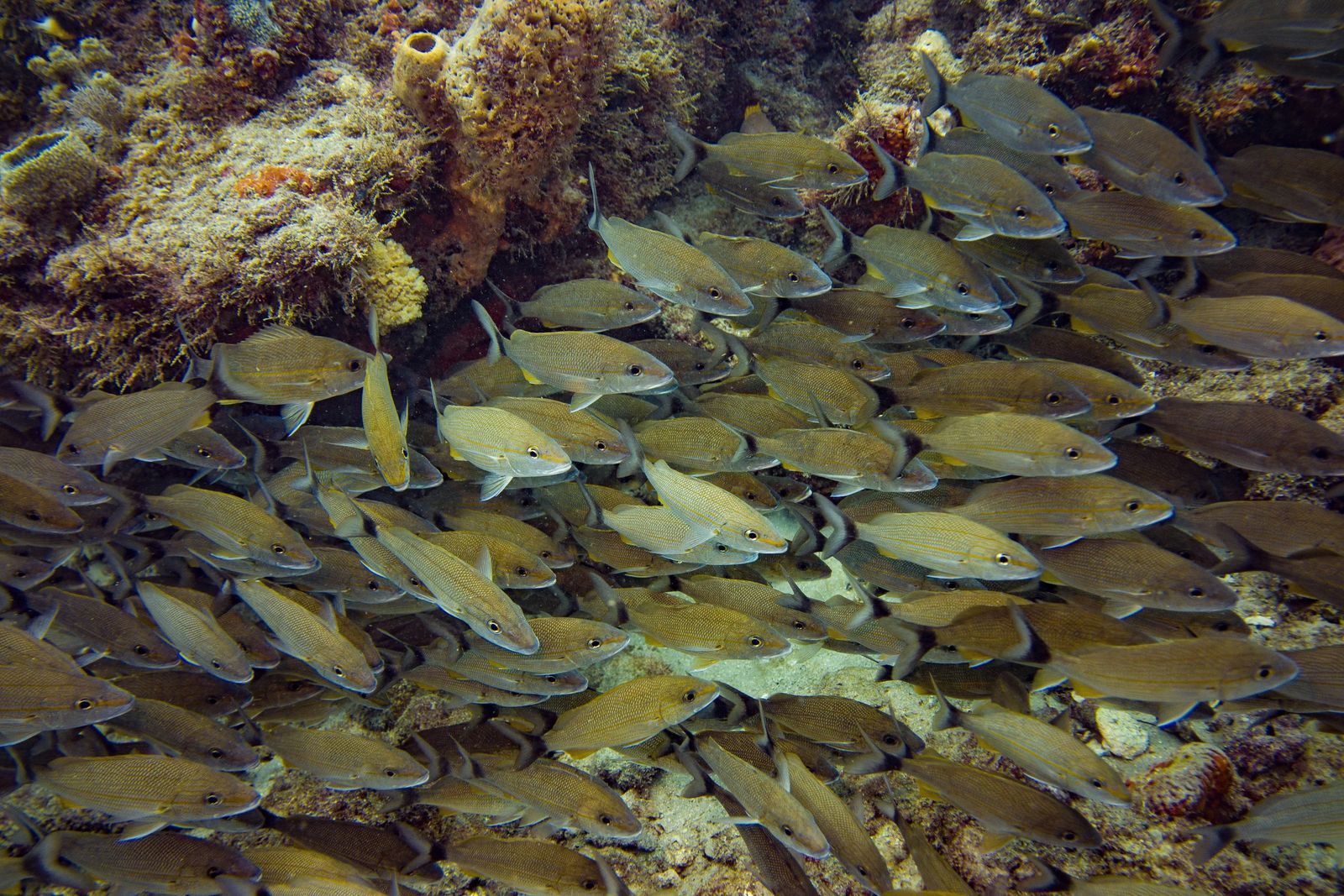 Jennifer Coleman from Coleman concierge photo credit . School of brown and yellow fish with black tail lined by white