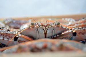 Crabbing season opens in waters off Seattle, Tacoma