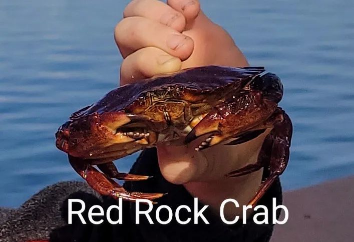 Crabbing On The West Coast With Family