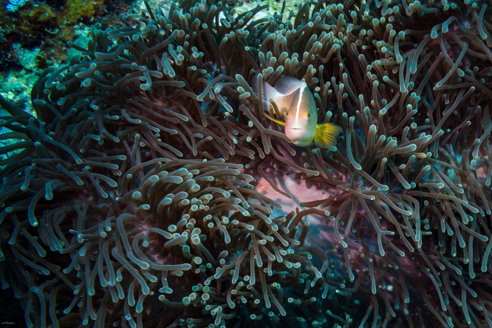 Scuba Diving in Nungwi Zanzibar