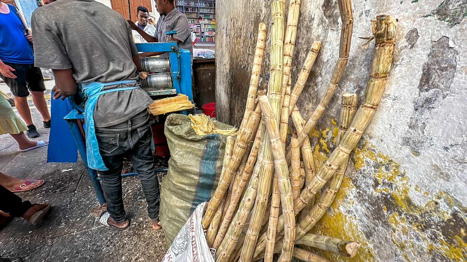 Sugarcane plant