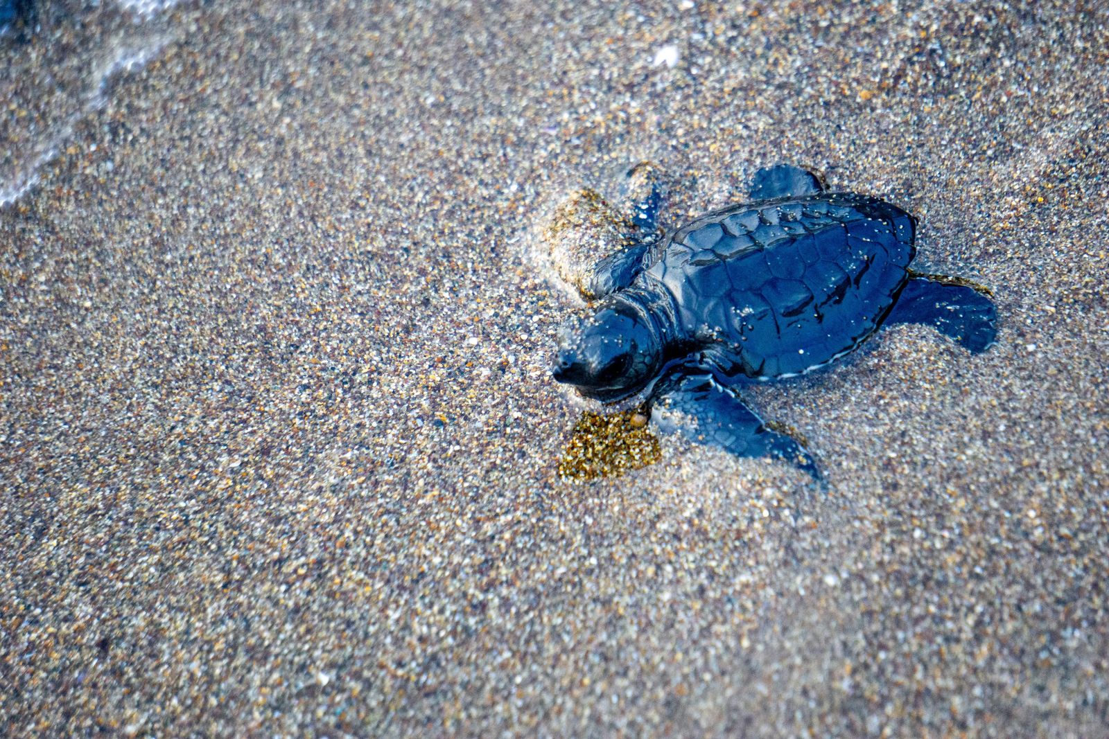 Things To Do In Nungwi Zanzibar - baby sea turtle