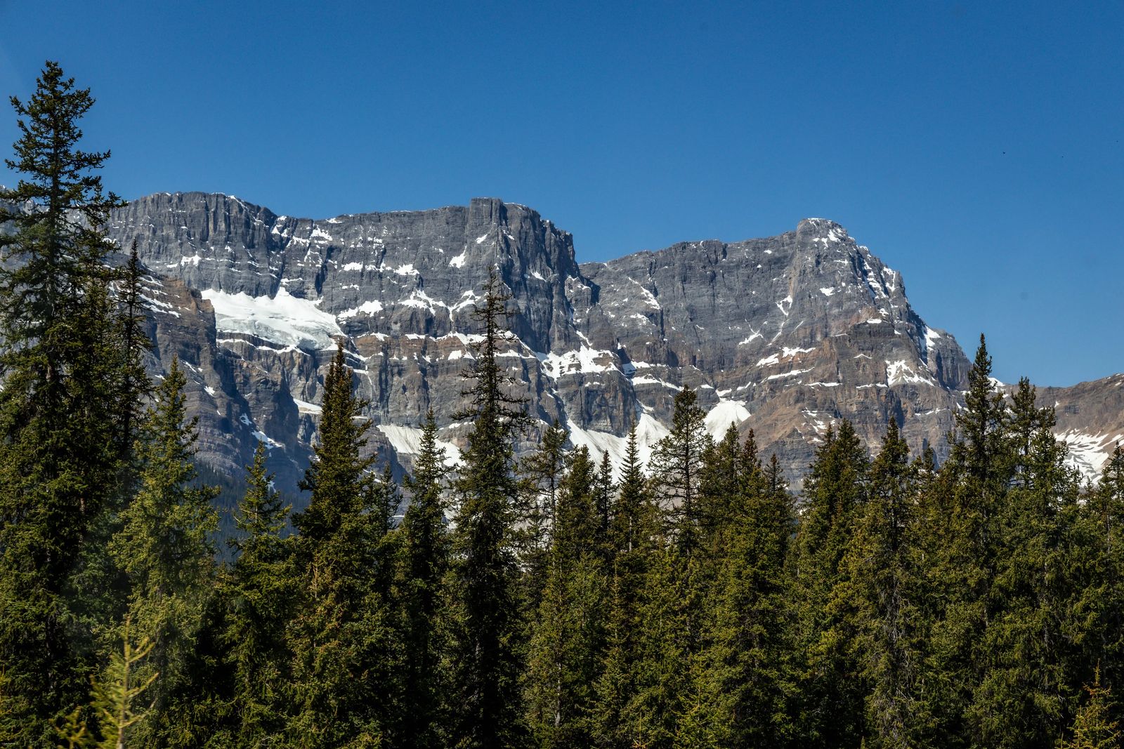 snow lined grey mountains with pine trees in foreground - The BEST of the Icefields Parkway Banff