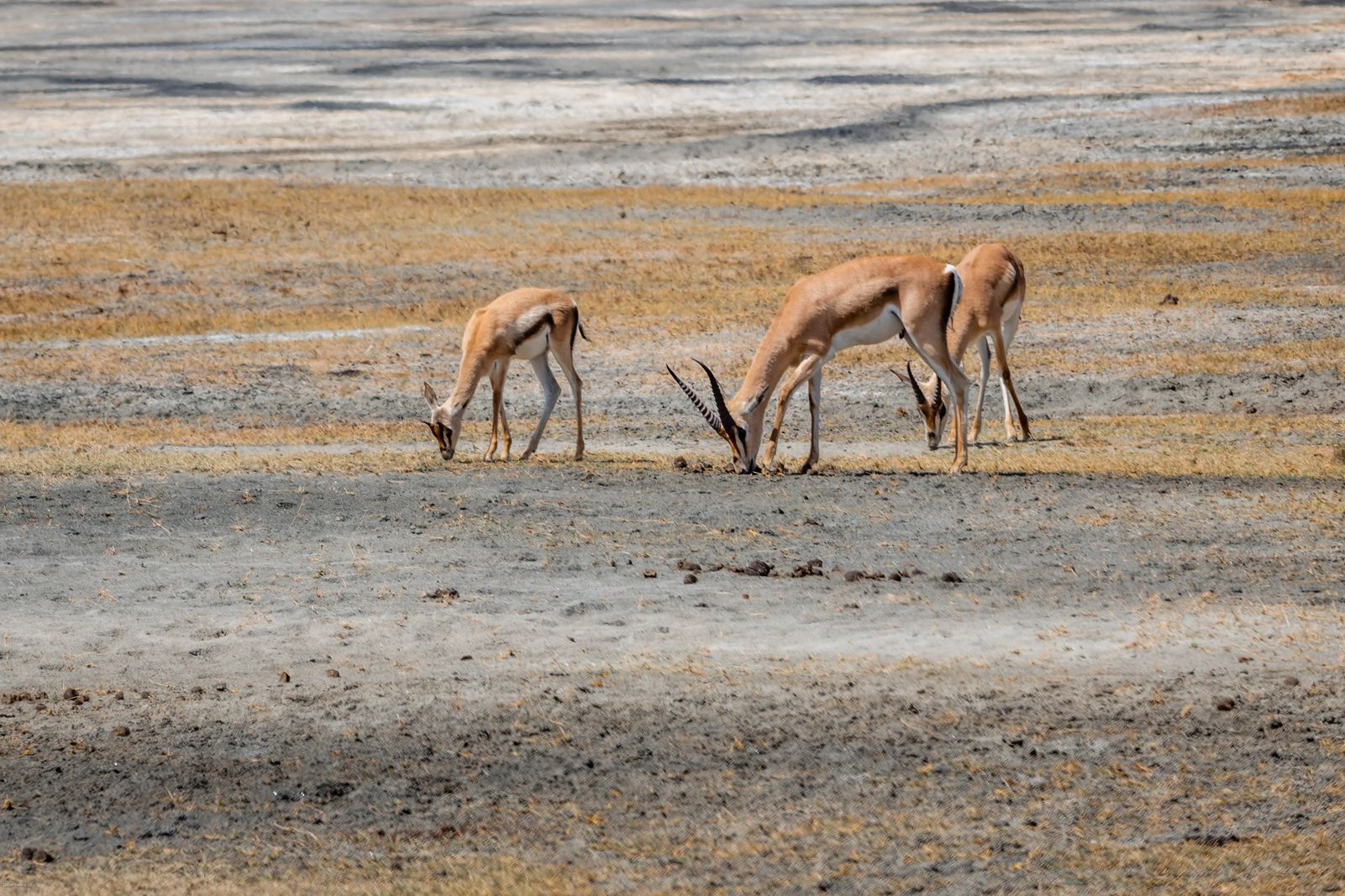 Ngorongoro Crater Safari