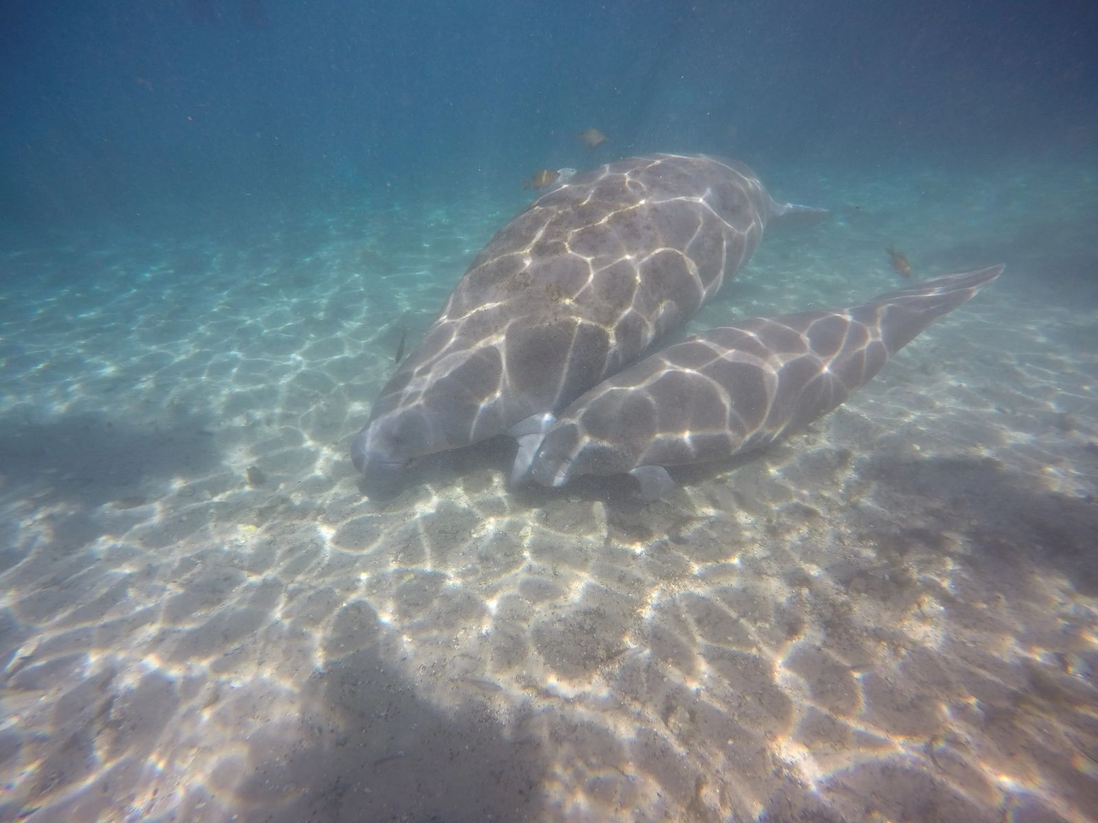 swimming with Manatees in Crystal Rivers Florida