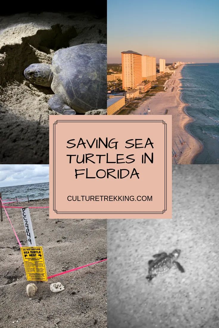 Saving Sea Turtles with STOP in Fort Lauderdale