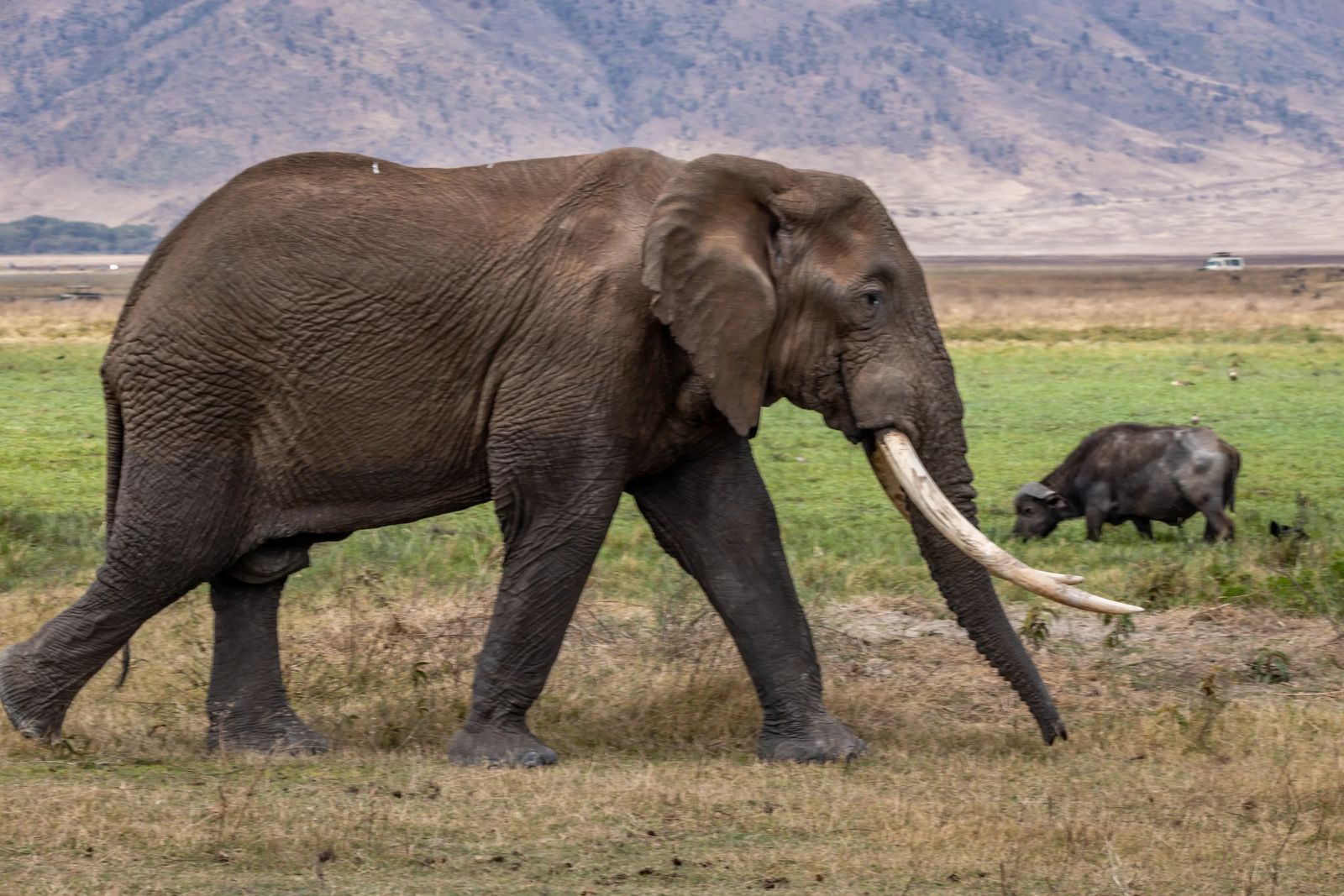 Ngorongoro Crater Safari Elephants