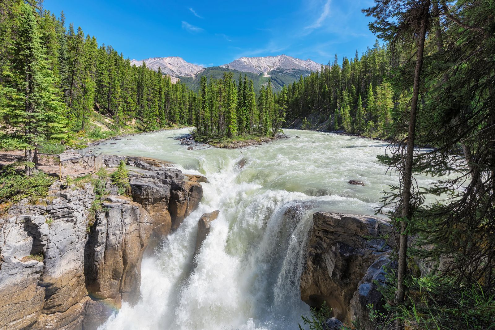 a raging river cuts around an island of trees then falls crashing into the canyon below this is Sunwapta Falls 