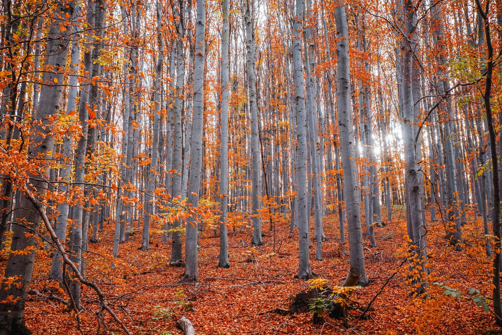 energy loop fall colors in utah