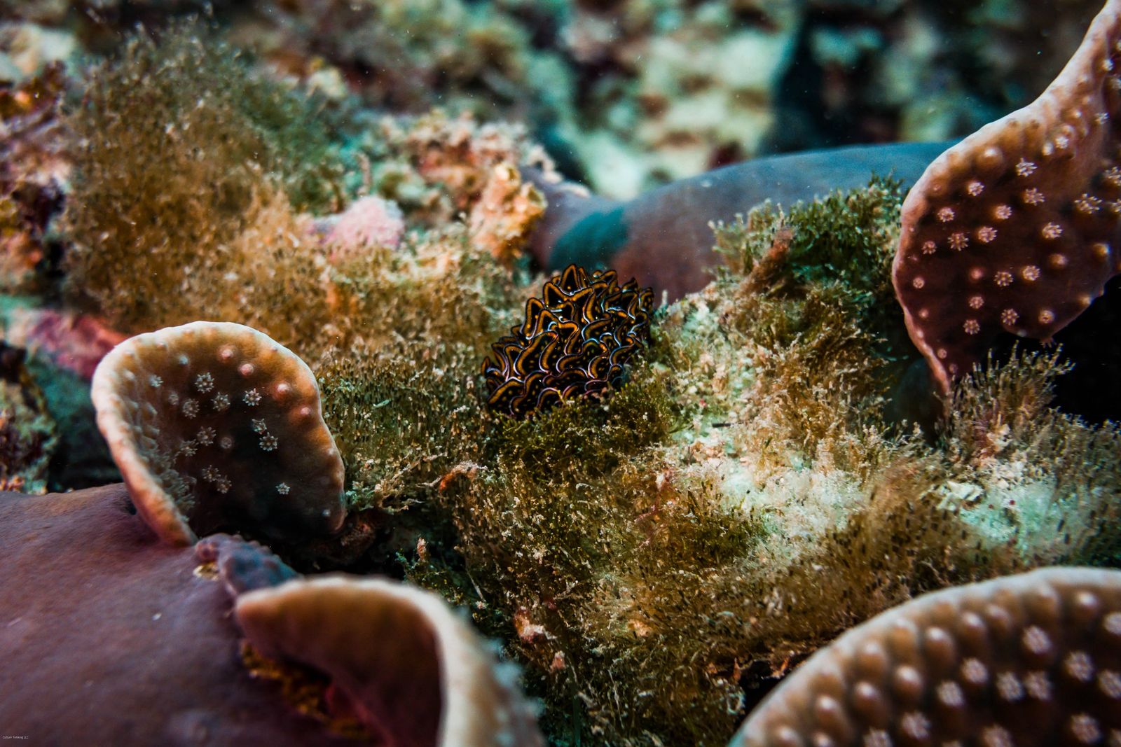 Scuba Diving in Nungwi Zanzibar - colorful nudibranch