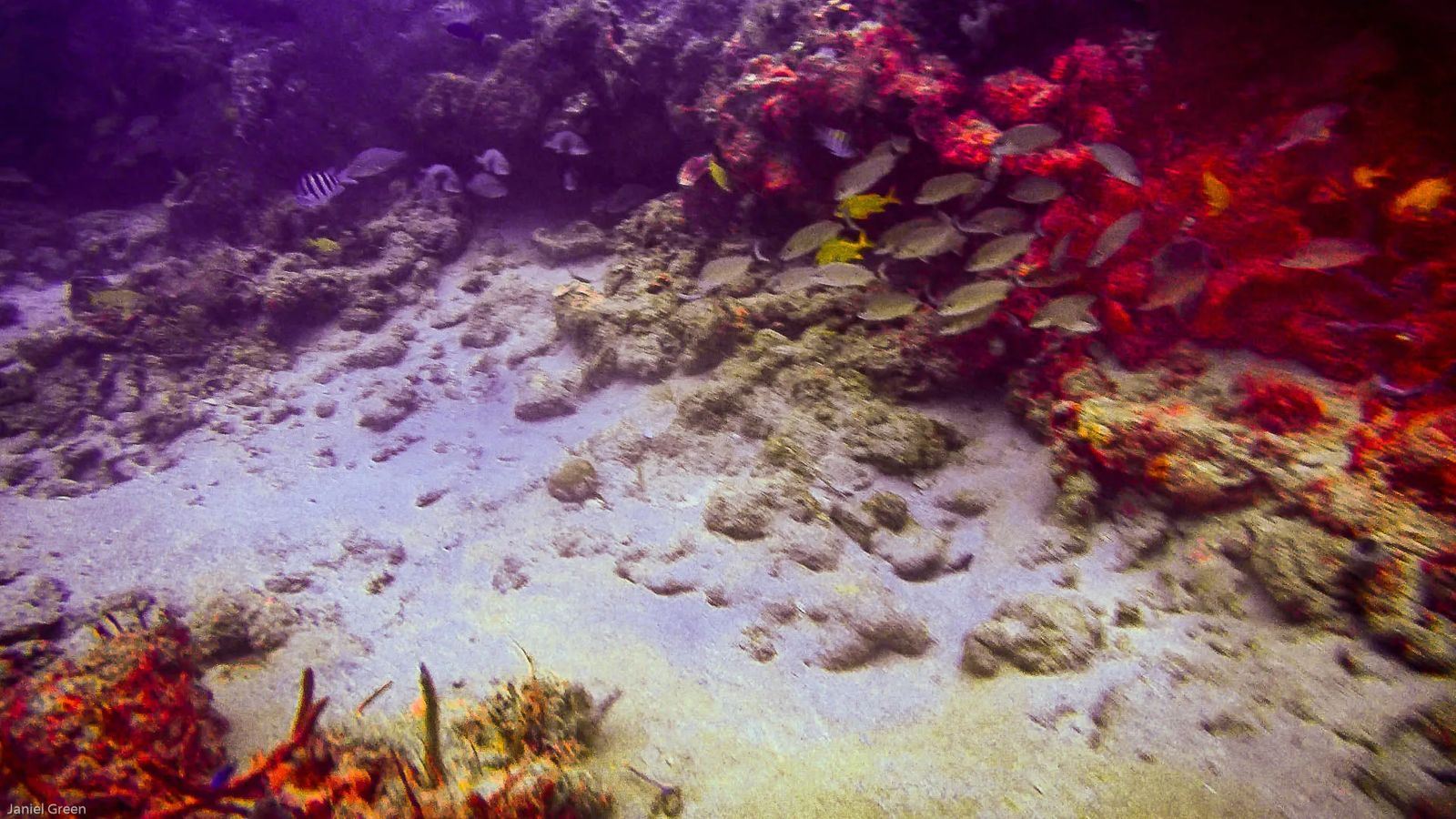 Diving Singer Island Florida - bright red coral with yellow fish and white sand along the bottom of the trench