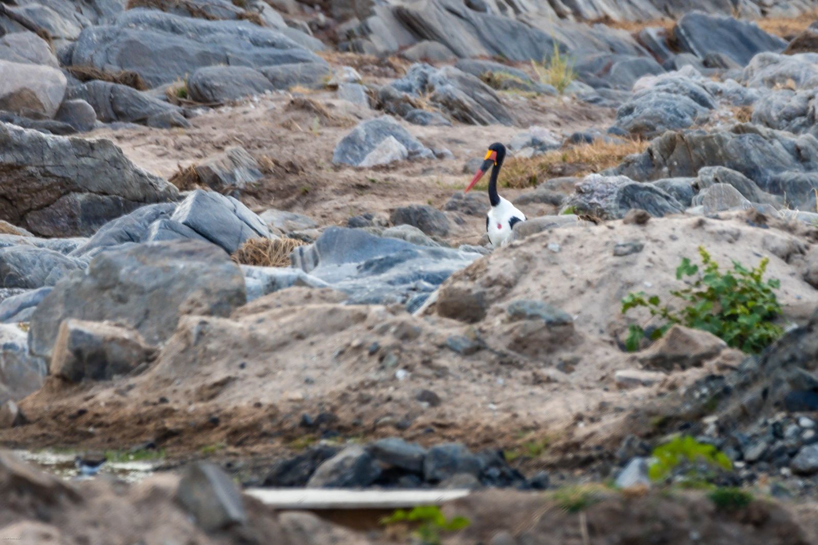 Tarangire Park Safari On A Budget