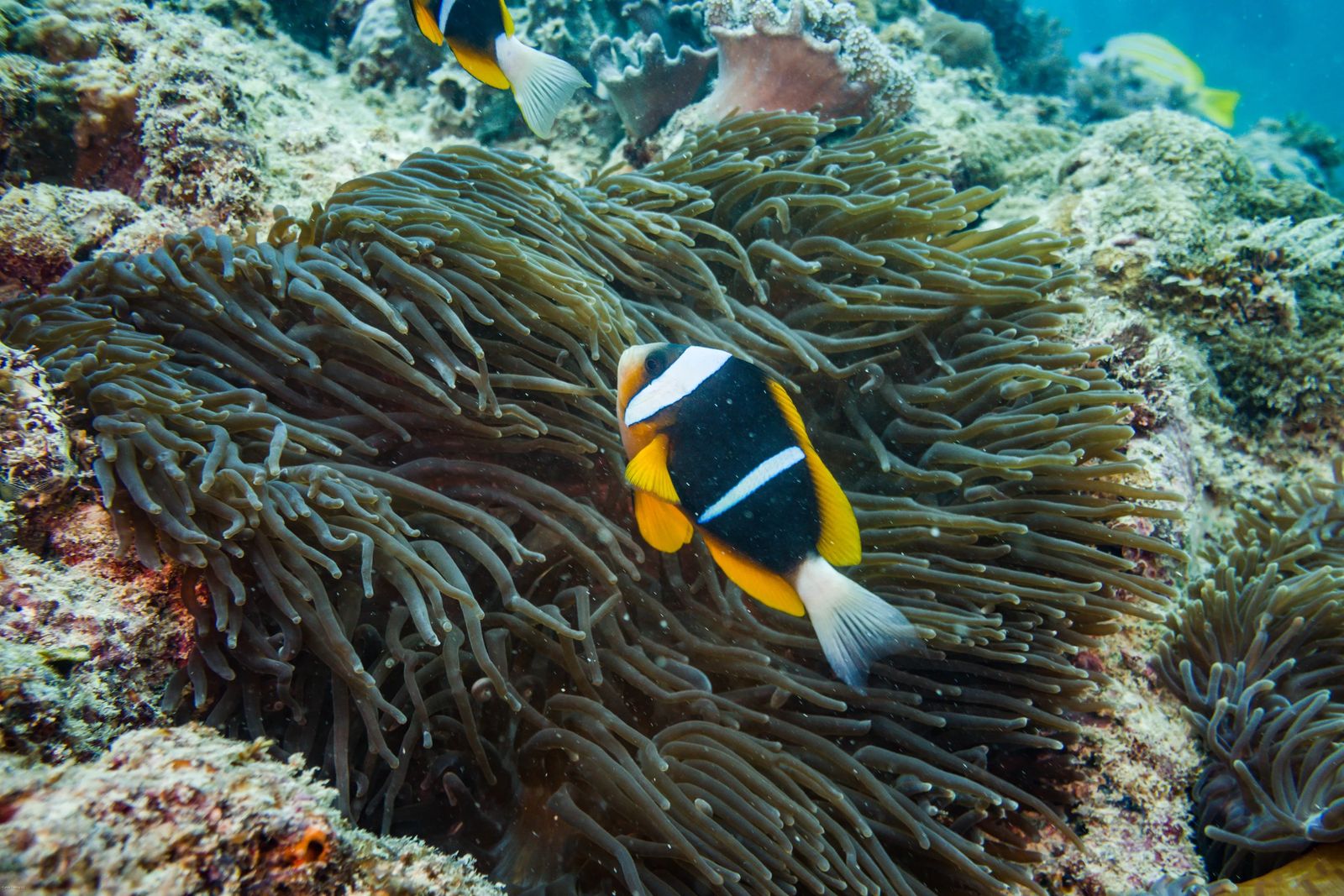 Scuba Diving in Nungwi Zanzibar - colorful fish