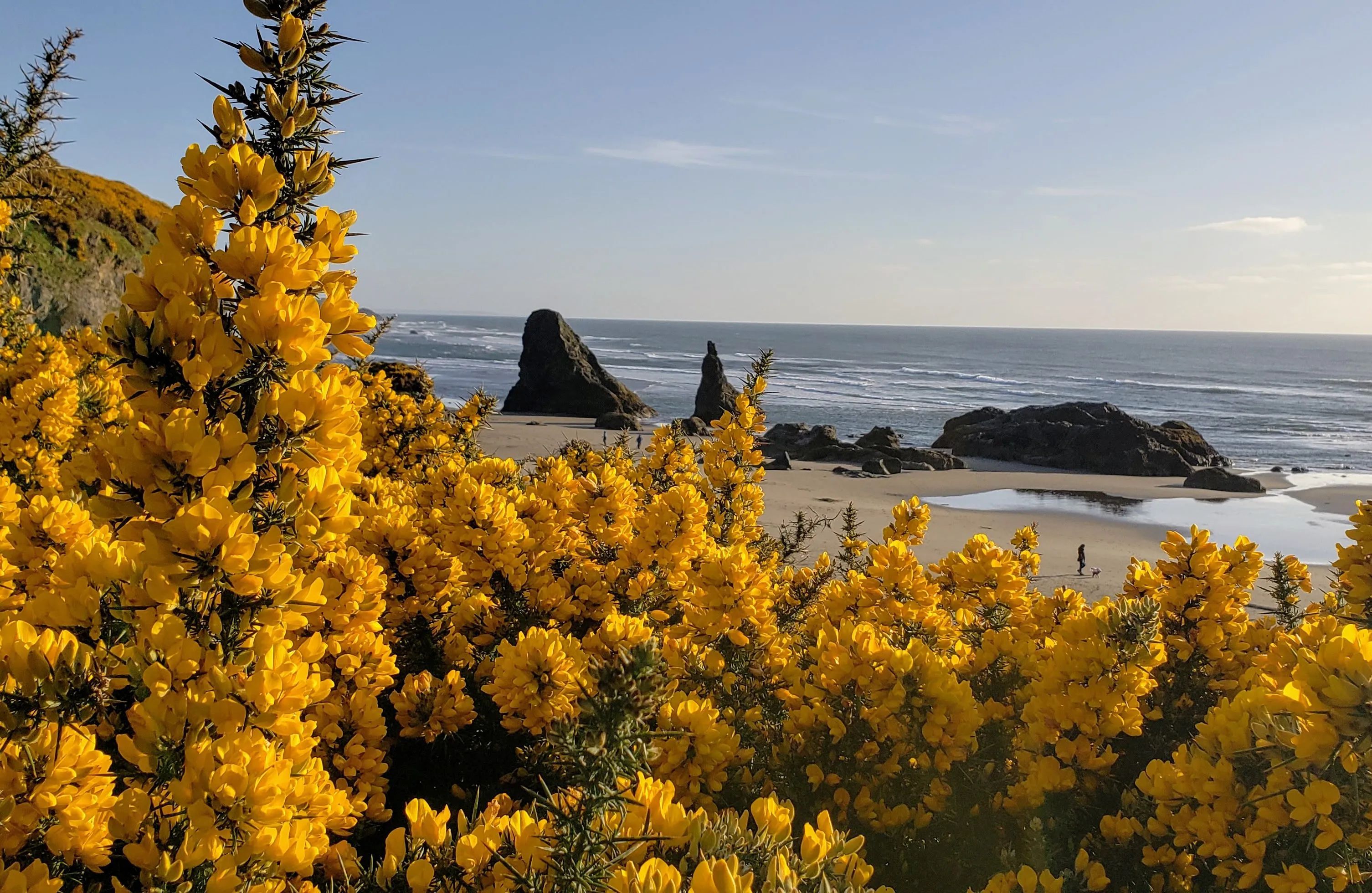 Oceanfront Lodging Oregon Coast Pet Friendly