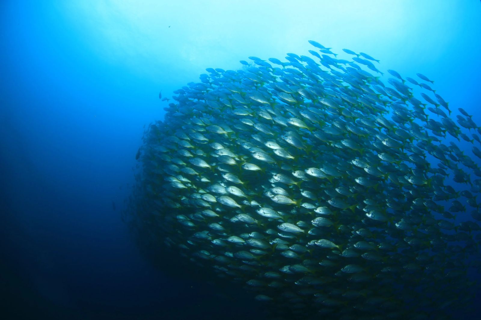 Diving in Cabo San Lucas Mexico - Culture Trekking - #CaboSanLucas #mexico #divingincabo