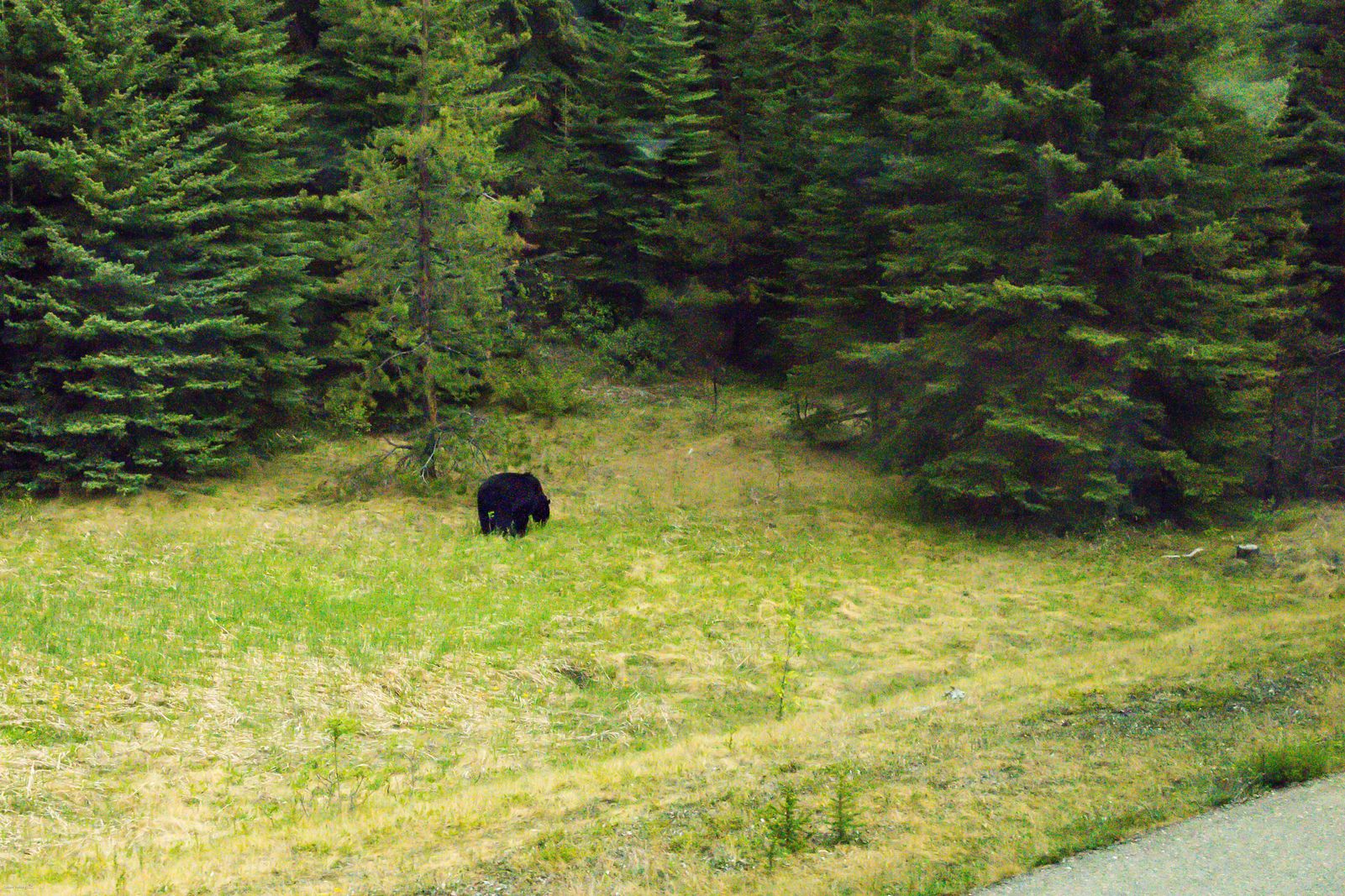 black bear eating dandelions on the side of the road