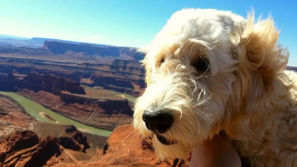 Dog Friendly Guide To Moab - Culture Trekking - #DogsinMoab #HikesforDogsinMoab #MoabUtah