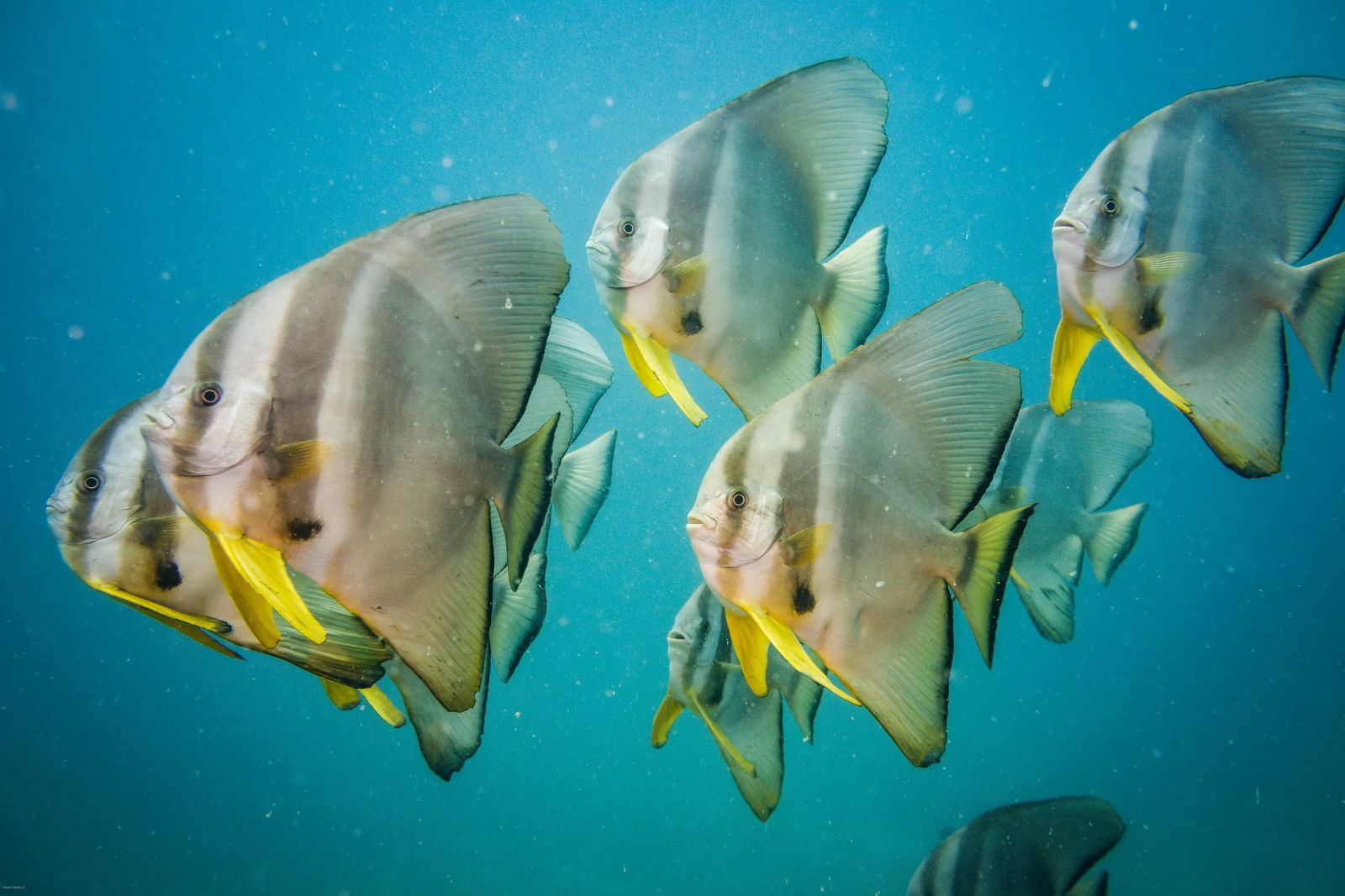 Scuba Diving in Nungwi Zanzibar - Bat Fish