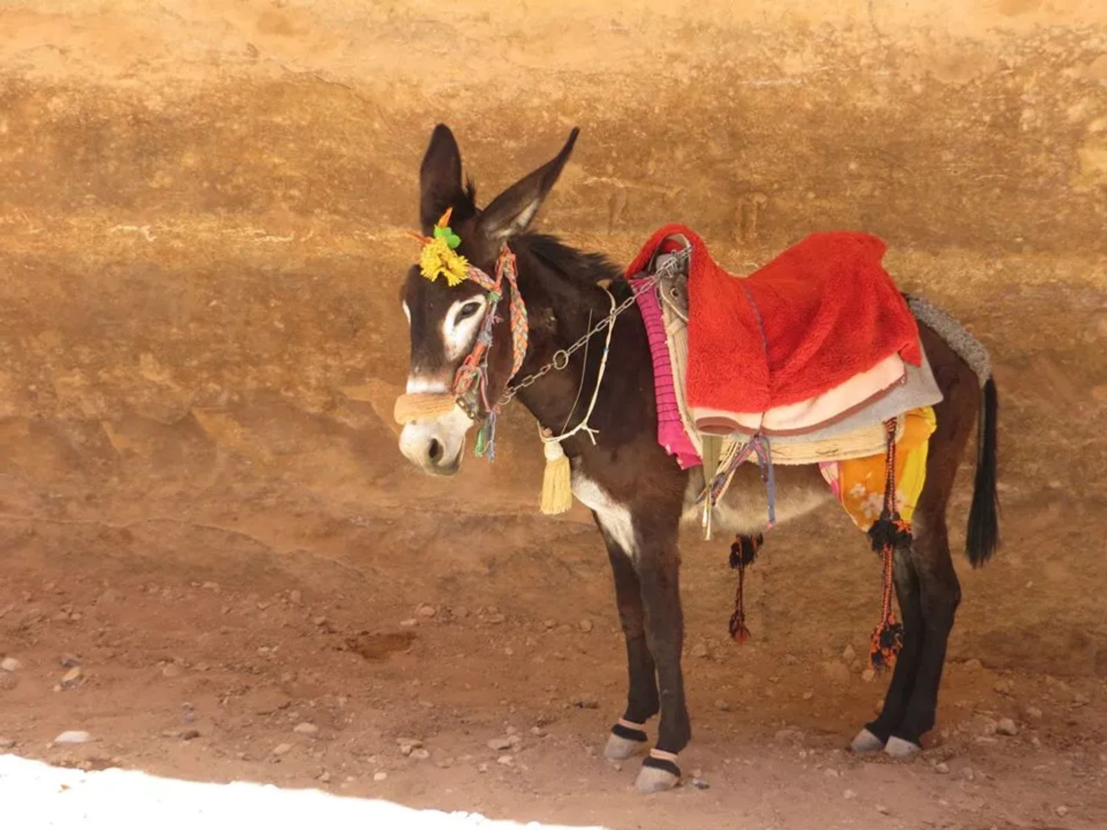 Visit Petra A Wonder Of The World - Culture Trekking - #Petra #Jordan #VisitPetraJordan