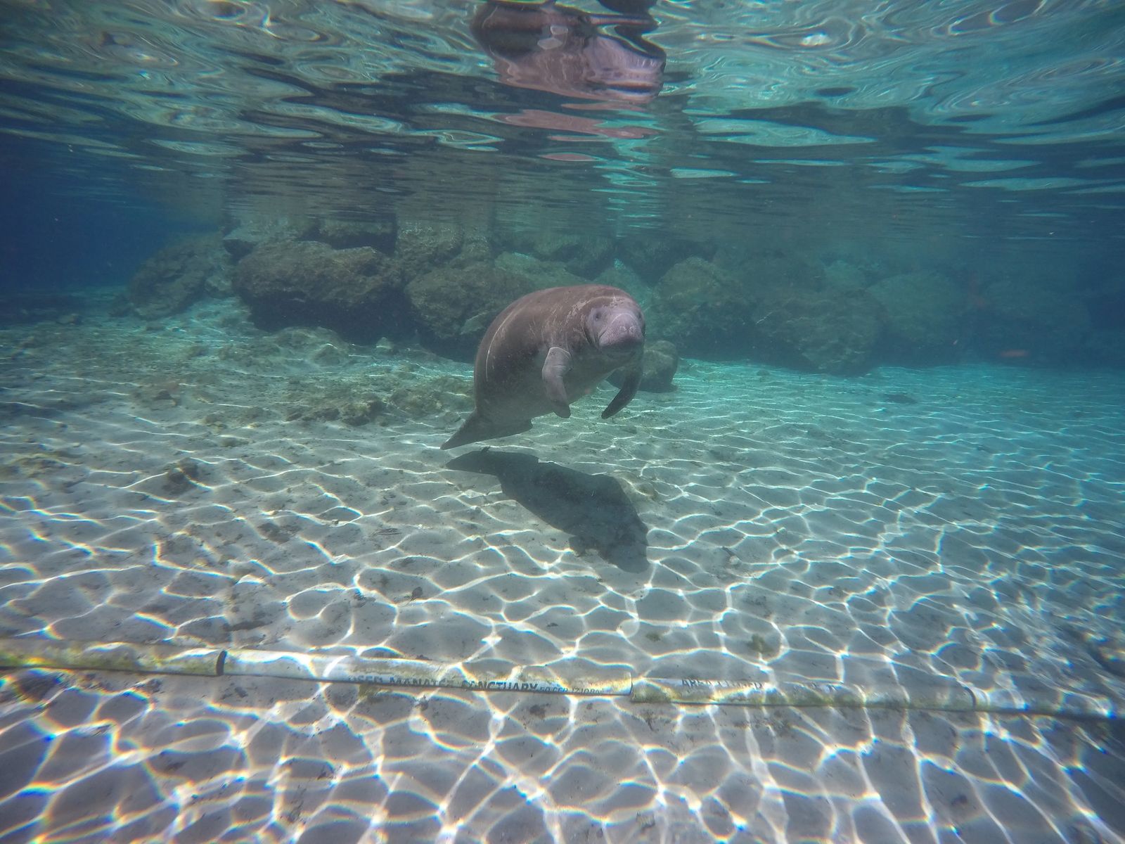 swimming with Manatees in Crystal Rivers Florida