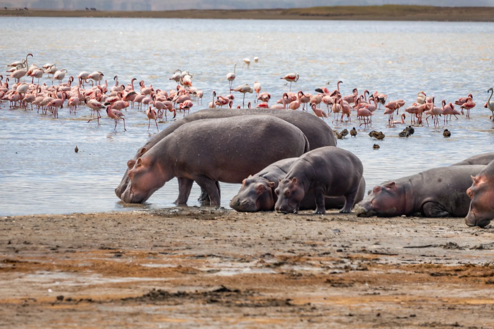 Ngorongoro Crater Safari Hippos