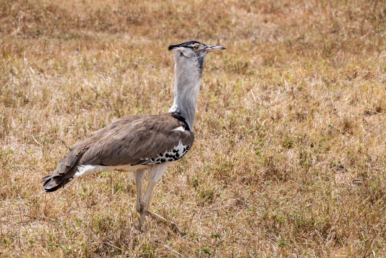Ngorongoro  Crater Safari birds