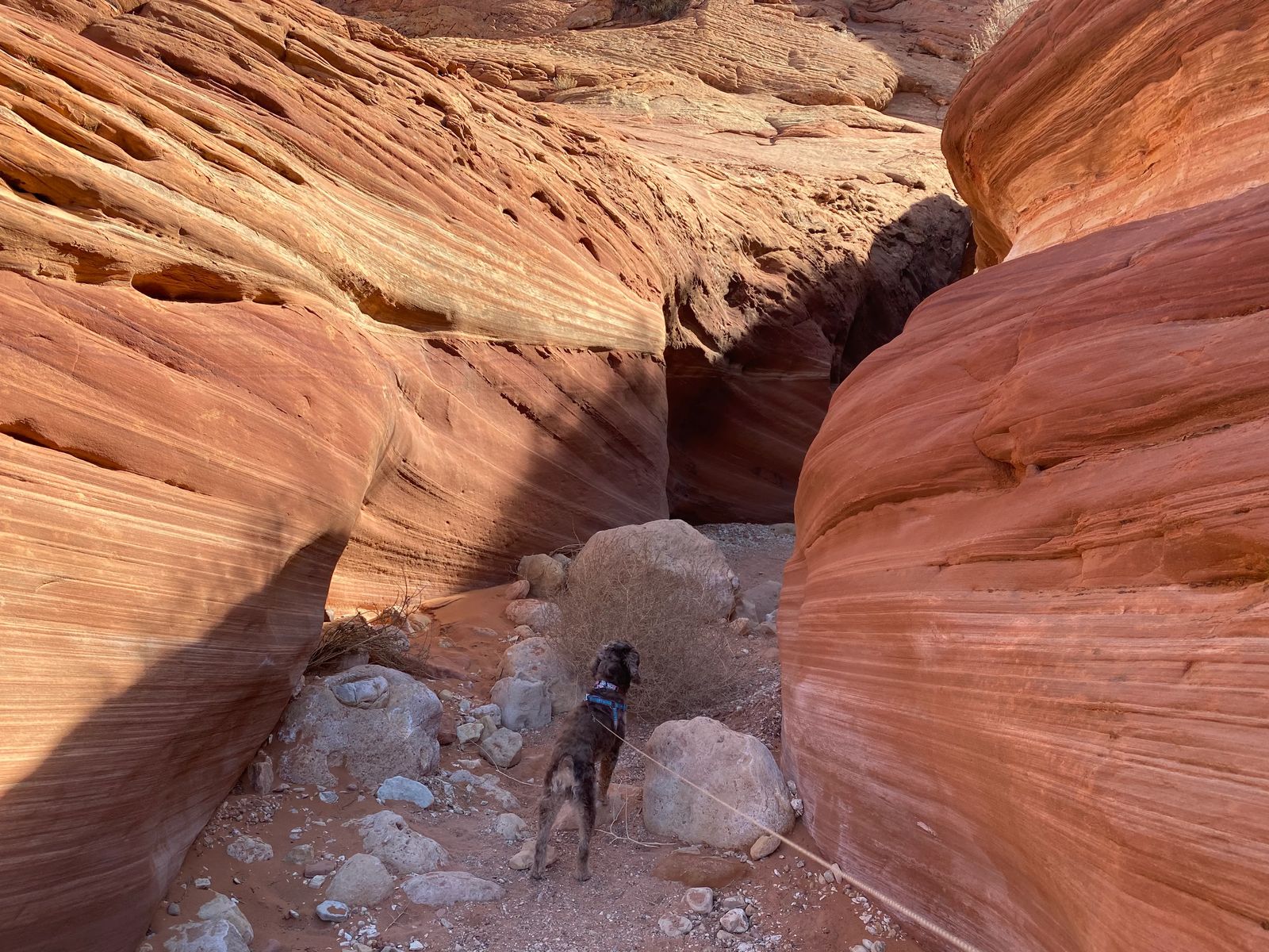 buckskin gulch trail, things to do in kanab