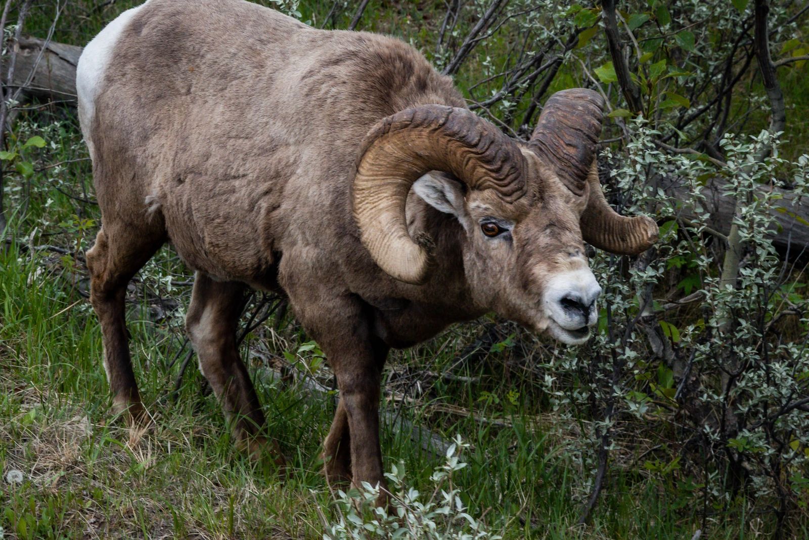 mountain long horned ram close up where you can see the golden brown eye looking back at you