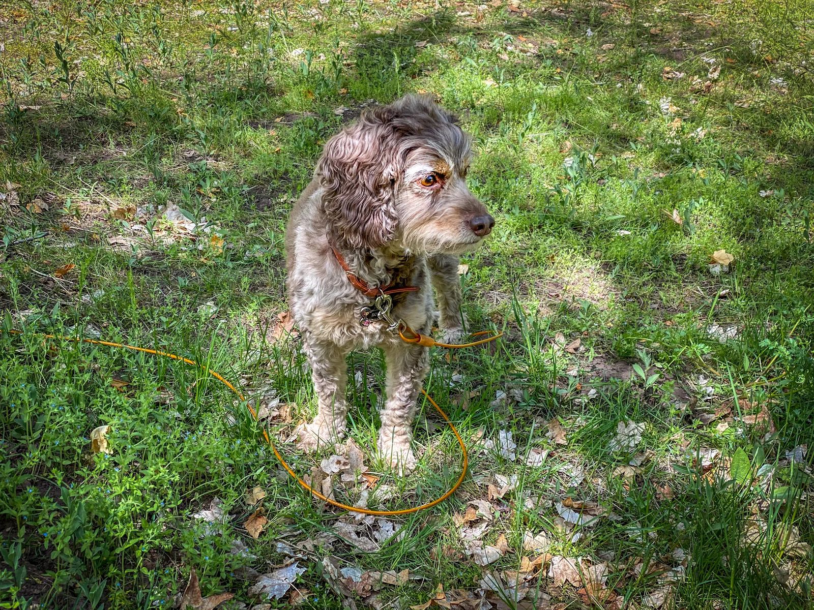 rules of camping in utah cockapoo dog on leash