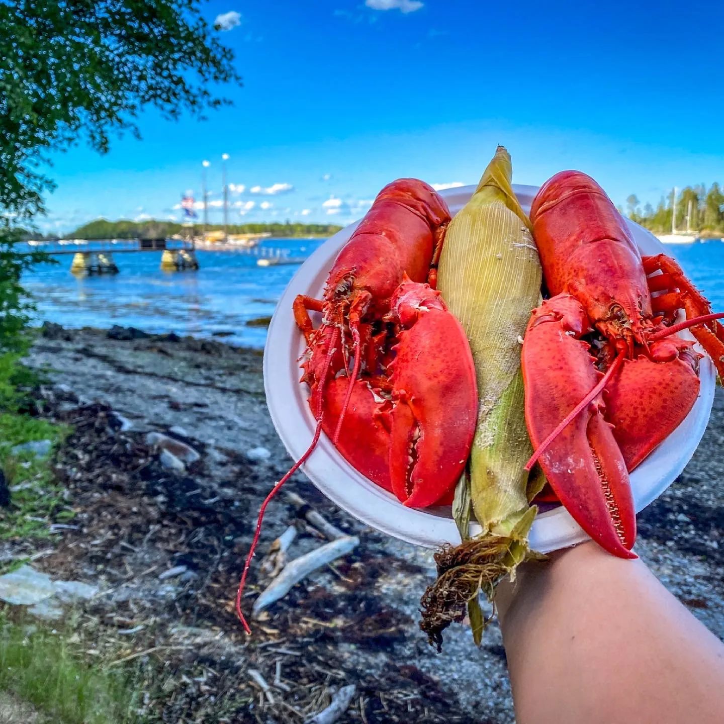 Sailing the Islands of Maine with a plate of two lobster and corn against the backdrop of the schooner in the harbor
